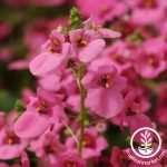 Diamonte Series Diascia Flower Seeds – Lavender Pink – 100 Seeds