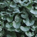 Silver Falls Dichondra House Plant Seeds-100 Seeds-Annual Decorative
