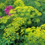 Bouquet Dill Herb Garden Seeds – 4 Oz – Non-GMO, Heirloom Gardening
