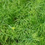 Dwarf Fernleaf Dill Herb Garden Seeds- 1 Oz – Non-GMO, Heirloom Herbal