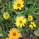 Mixed Colors Dimorphotheca Flower Garden Seeds – 4 Oz – Annual Flower