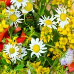 Dryland Wildflower Mix – 5 Lbs Bulk – Wild Flower Garden Seed Mixture