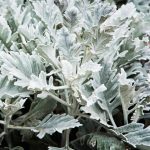 Cirrus Pelleted Dusty Miller House Plant Seeds – 500 Seeds – Annual