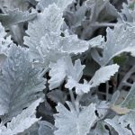 New Look Dusty Miller House Plant Seeds- 1000 Seed- Annual Ornamental