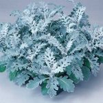 Silverdust Dusty Miller House Plant Seeds (Pelleted)-10000 Seed-Annual
