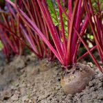 Early Wonder Tall Top Beet Seeds – 4 Oz – Heirloom – Vegetable Garden