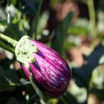 Fairy Tale Hybrid Eggplant Garden Seeds- 500 Seeds- Non-GMO Vegetable