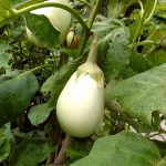 Gretel Hybrid Eggplant Garden Seeds – 100 Seeds – Non-GMO, White