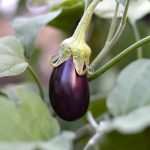 Hansel Hybrid Eggplant Garden Seeds – 100 Seeds – Non-GMO, Purple
