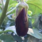 Long Purple Eggplant Garden Seeds – 1 Oz – Non-GMO, Heirloom, Organic