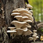 Elm Oyster Log Plugs – Mushroom Spawn Log Growing Dowels