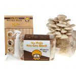 Mushroom Mojo Elm Oyster Mushroom Growing Kit-Indoor/Outdoor Block