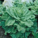 Endive Seeds, Broad Leaf Batavia: 1 Oz – Non-GMO Garden, Microgreens
