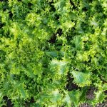 Green Curled Ruffec Endive Microgreens Seeds- 5 Lb Bulk Wholesale