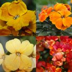 Charity Mix Erysimum Garden Flower Seeds – 1000 Seeds – Annual Flower