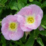 Showy Evening Primrose Wildflower Gardening Seeds – 1 Oz – Wild Flower