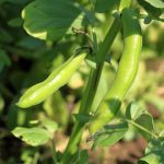 Broad Windsor Fava Bean Seeds -25 Lb – Non-GMO, Heirloom – Vicia faba