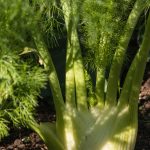 Florence Fennel Herb Garden Seeds – 1 Oz – Non-GMO, Heirloom Herbal
