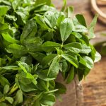 Fenugreek Herb Garden Seeds – 1 Lb – Non-GMO, Heirloom Microgreens