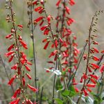 Firecracker Penstemon Wildflower Garden Seeds – 1 Oz – Wild Flower