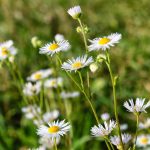 Fleabane Daisy Wildflower Garden Seeds – 1 Oz – Wild Flower Gardening