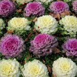 Dynasty Series Osaka Flowering Cabbage Garden Seed – Mix – 1000 Seeds