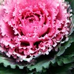 Dynasty Series Osaka Flowering Cabbage Garden Seed – Pink – 1000 Seed