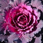 Dynasty Series Osaka Flowering Cabbage Garden Seed – Red – 1000 Seeds