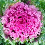 Kamome Series Flowering Kale Garden Seeds- Pink- 1000 Seeds – Non-GMO