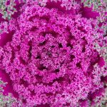 Kamome Series Flowering Kale Garden Seeds- Red- 1000 Seeds – Non-GMO