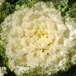 Kamome Series Flowering Kale Garden Seeds- White- 1000 Seeds – Non-GMO
