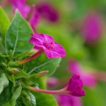 Marvel of Peru Four O Clock Flower Garden Seeds – 4 Oz – Annual Flower