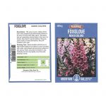 Mixed Color Foxglove Digitalis Flower Seeds- 500 Mg Packet – Perennial