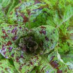 Freckles Romaine Lettuce Garden Seeds – 1 Oz – Non-GMO, Vegetable