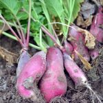 French Breakfast Radish Seeds – 4 oz Seed Pouch – Heirloom Microgreens