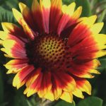 Arizona Series Gaillardia Flower Garden Seeds – Sun – 100 Seeds