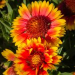 Indian Blanket Gaillardia Wildflower Seeds – 4 Oz – Annual Wild Flower