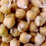 Garbanzo Bean Seeds – 50 Lb Bulk – Organic, Non-GMO – Chickpea Sprouts