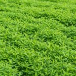 Garden Cover Crop Mix Seeds – 5 Lb- Blend Winter Triticale, Winter Rye