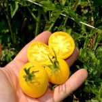 Tomato Garden Seeds – Garden Peach – 1 Oz – Non-GMO, Heirloom