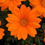 New Day Series Gazania Flower Garden Seeds – Clear Orange – 100 Seeds