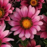 New Day Series Gazania Flower Garden Seeds – Pink Shades – 100 Seeds