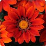 New Day Series Gazania Flower Garden Seeds – Red Shades – 100 Seeds