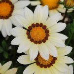 New Day Series Gazania Flower Garden Seeds – White – 100 Seeds