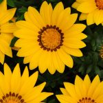 New Day Series Gazania Flower Garden Seeds – Yellow – 100 Seeds