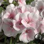Maverick F1 Series Geranium Flower Garden Seeds – Appleblossom