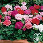 Maverick F1 Series Geranium Flower Garden Seeds – Mix – 100 Seeds