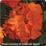 Maverick F1 Series Geranium Flower Garden Seeds – Orange – 100 Seeds