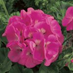 Maverick F1 Series Geranium Flower Garden Seeds – Pink – 100 Seeds