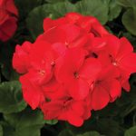 Maverick F1 Series Geranium Flower Garden Seeds – Red – 100 Seeds